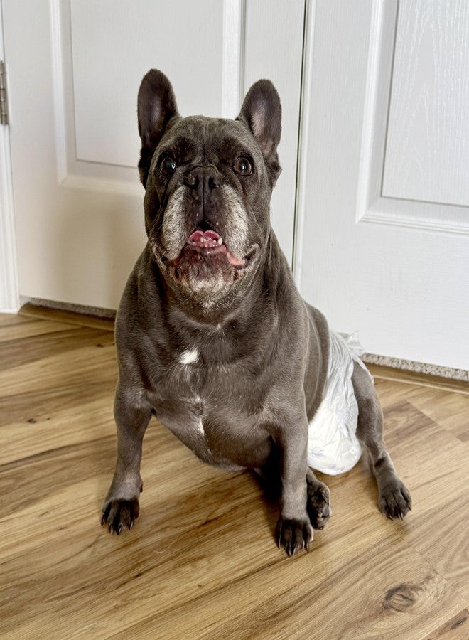 فور باوز حفاضات تدريب الكلاب على استخدام المرحاض من فور باوز وي-وي، فائقة الامتصاص وقابلة للتعديل، مانعة للتسرب، مقاس متوسط، محيط الخصر من 15 إلى 18 بوصة، عبوة من 12 حفاضة - Image 2